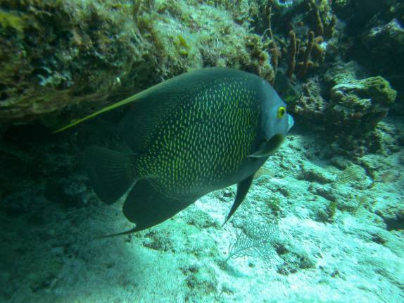 Peixe frade no segundo mergulho do dia em Isla Mujeres, no litoral do Yucatán, no sul do México